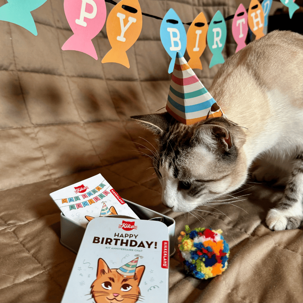 Geburtstags-Kit für eine Katze