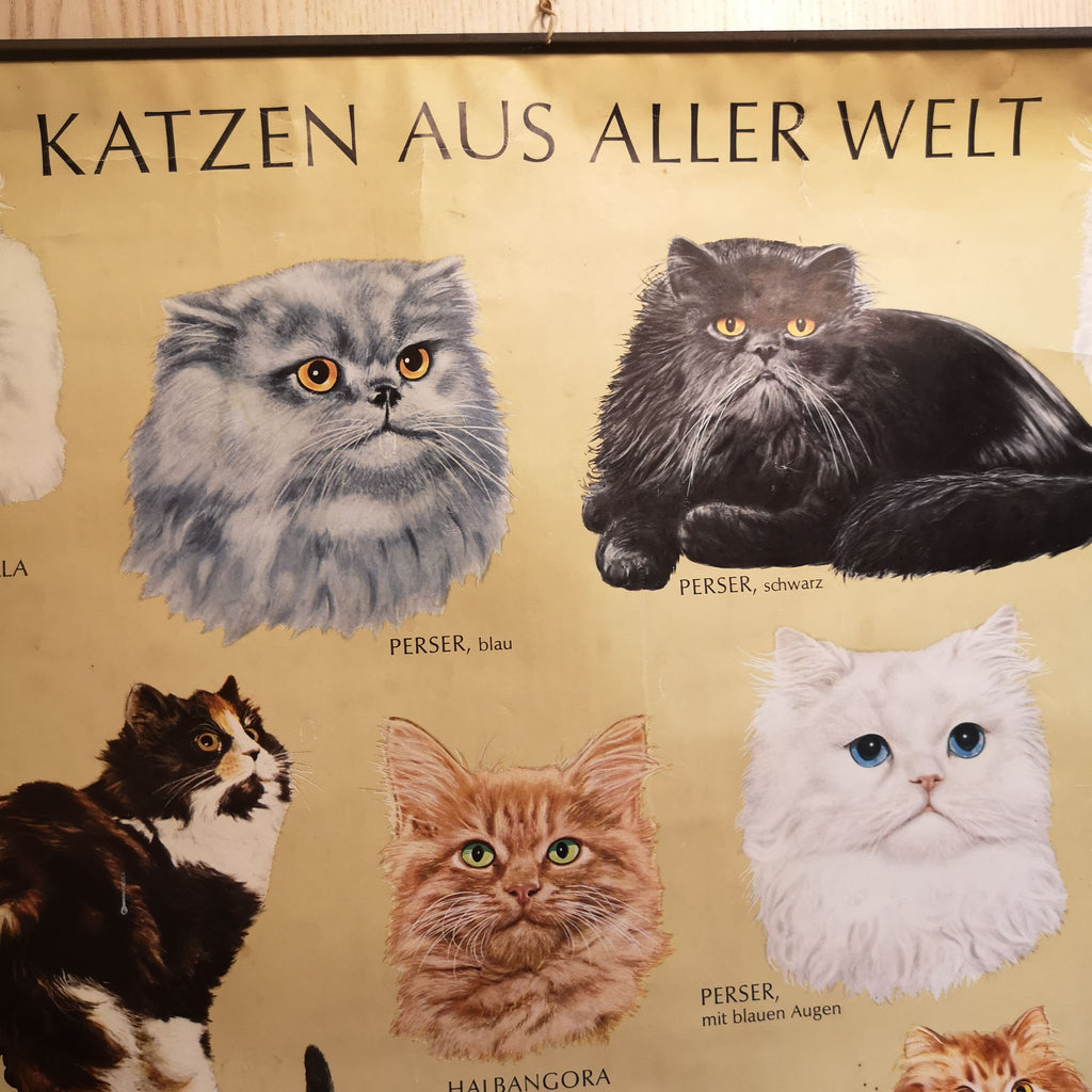 Wandkarte mit verschiedenen Katzenrassen
