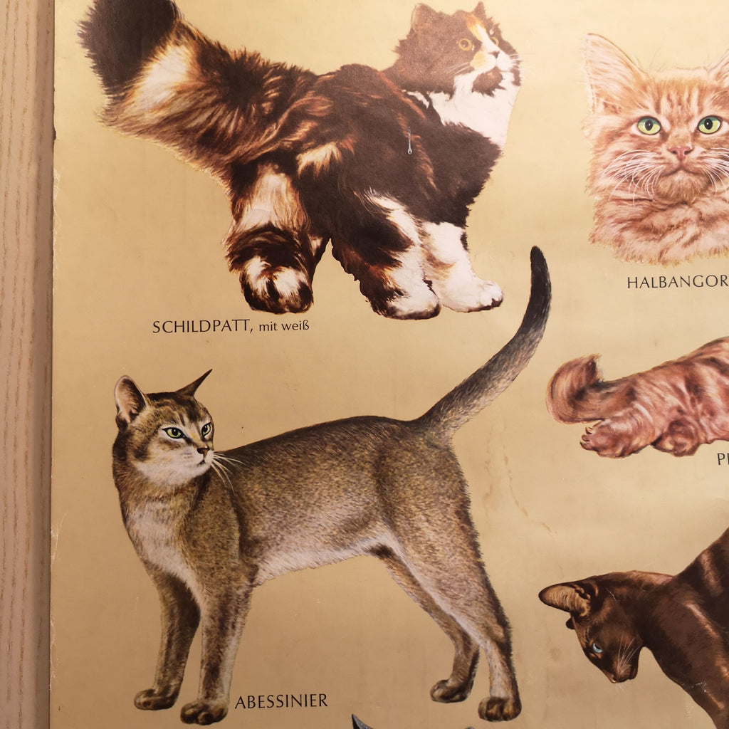 Wandkarte mit verschiedenen Katzenrassen