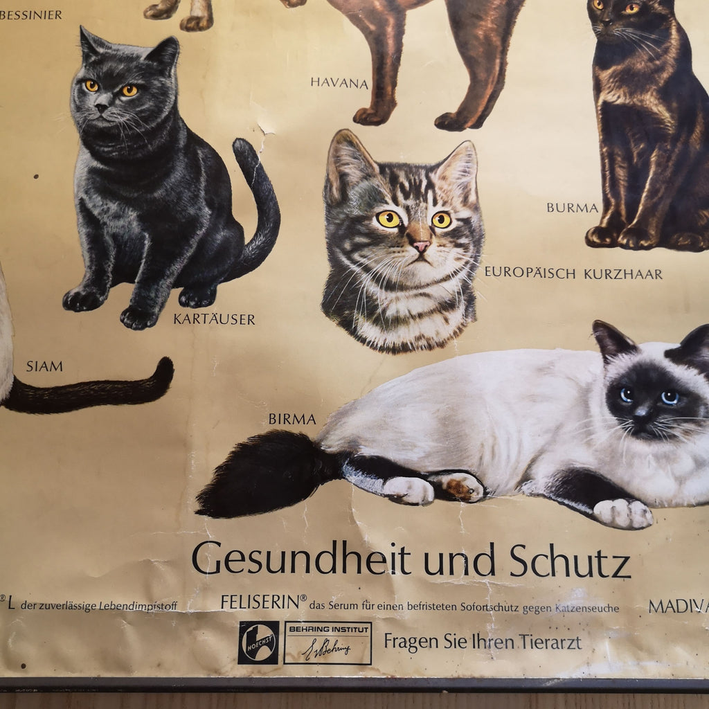 Wandkarte mit verschiedenen Katzenrassen