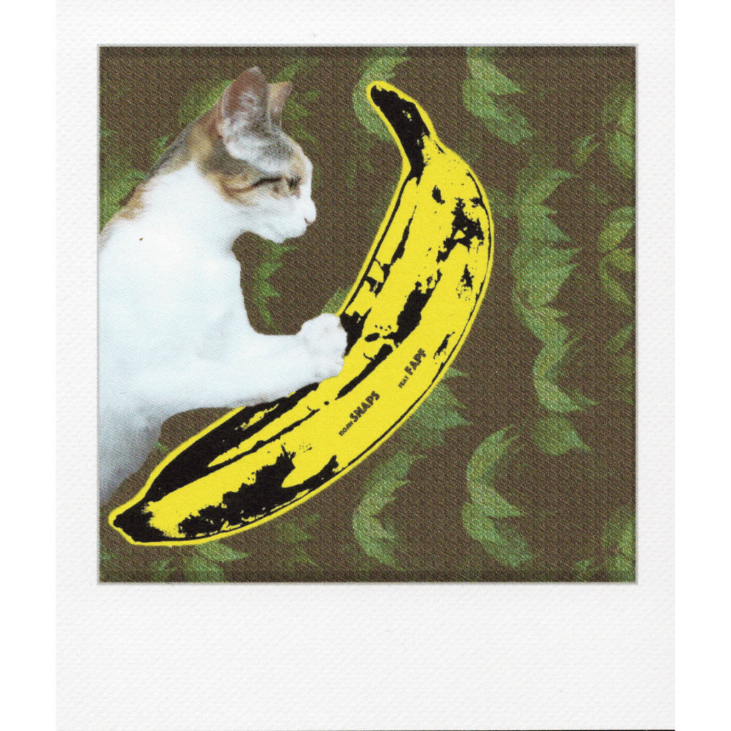 Polaroid-Postkarte Banana Cat