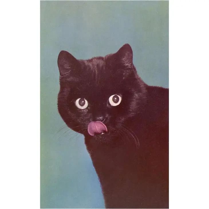 Retro-Postkarte "Black Cat Licking Chops"
