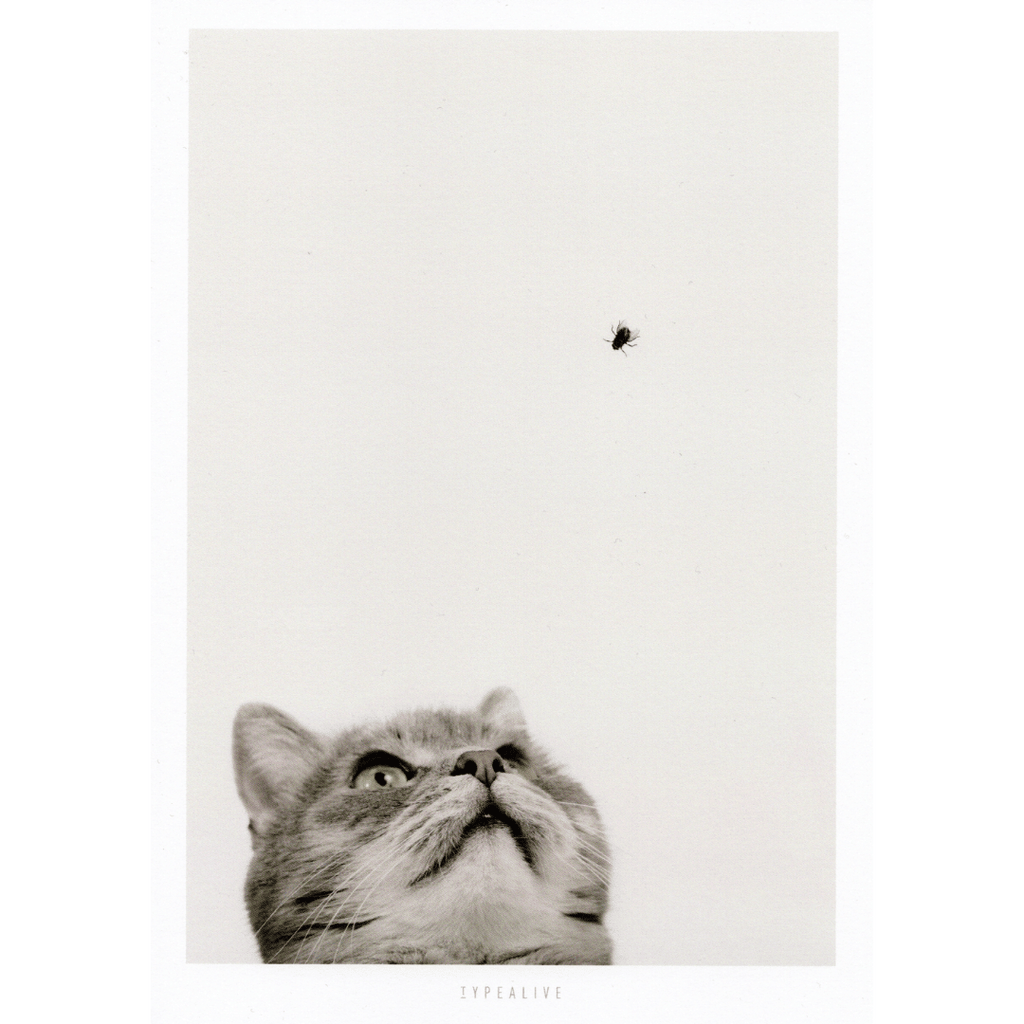Print Cat And Fly, zwei Größen
