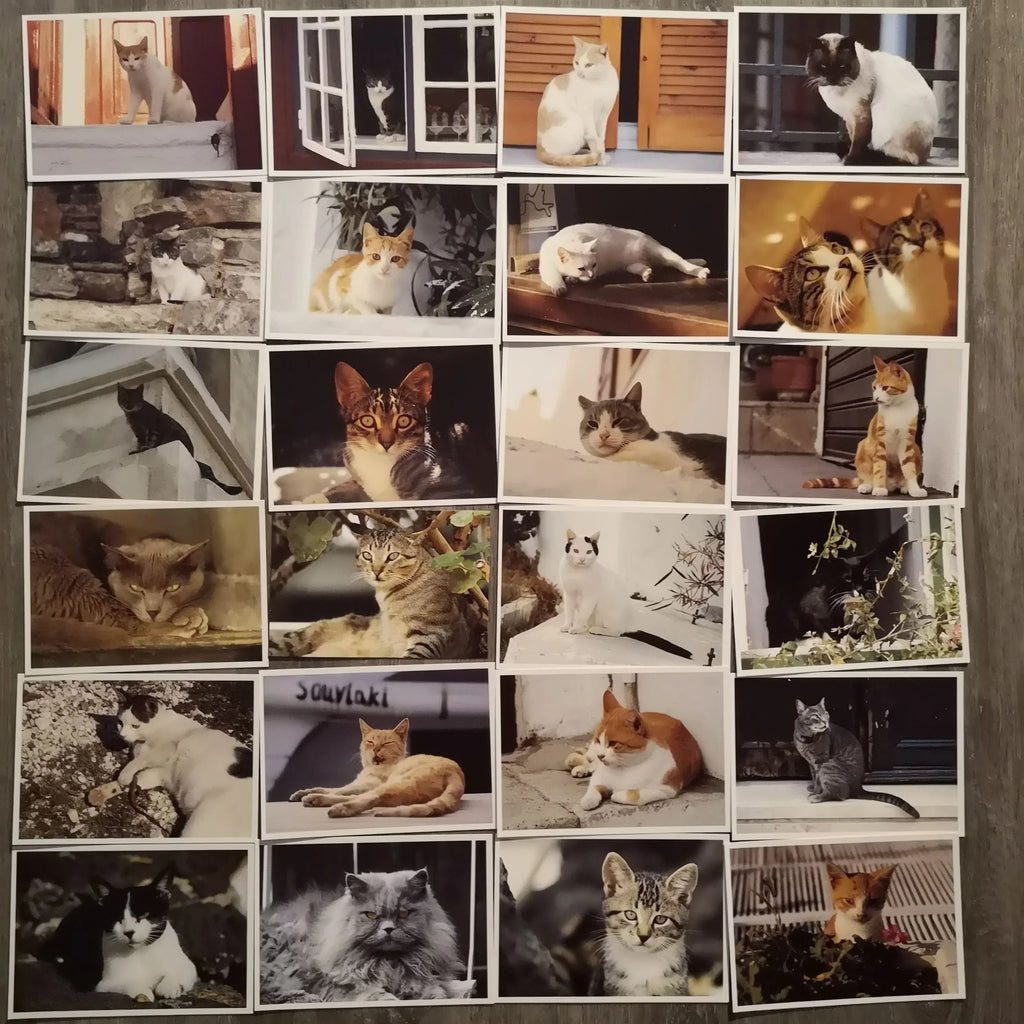 Konvolut an 24 Katzenfotografie-Postkarten Sir Mittens